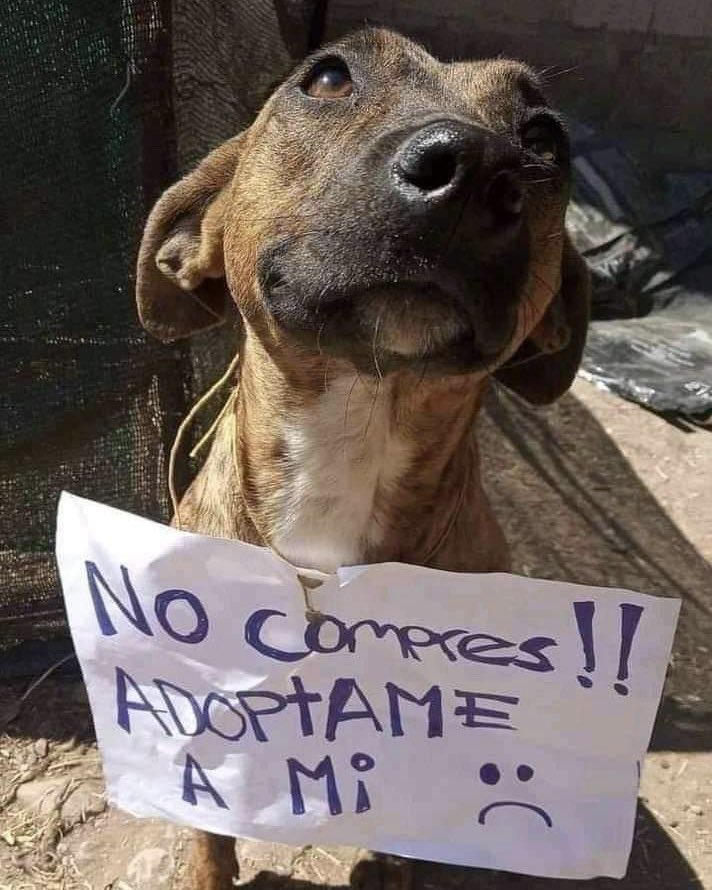 Adopten no compren y le darán a un ángel una segunda oportunidad!!