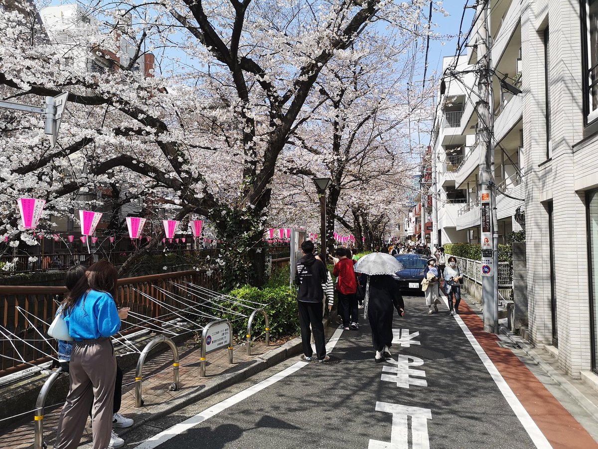ken29saita's tweet photo. 中目黒で仕事、完全にお花見シーズン来てた🌸カフェで時間までゆったり、いいてんき！ https://t.co/9aj3JjiyZc