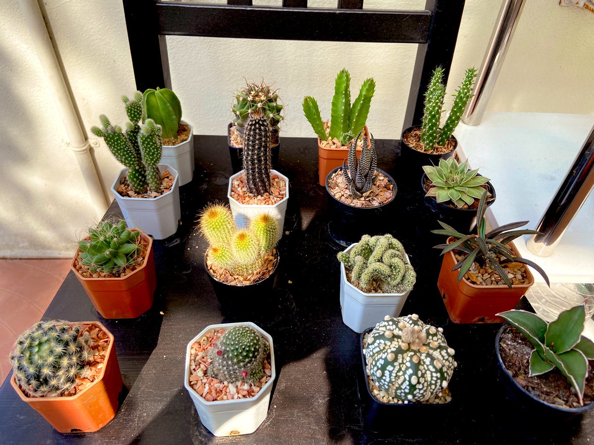 sun☀️ tweet media