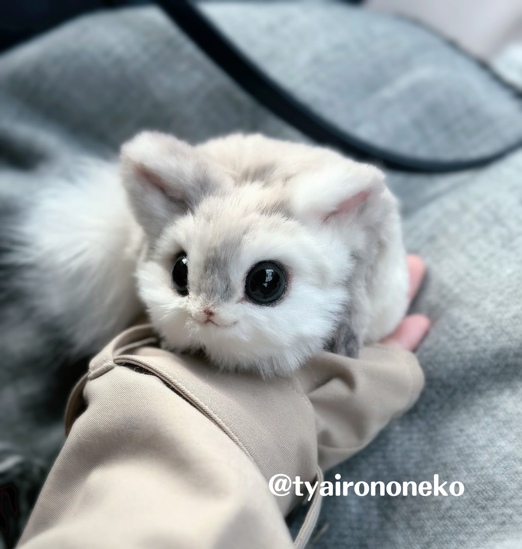 生後１２日♡くりくりオメメの子猫ちゃん♡アートドール♡ぬいぐるみ♡ 生後12日♡くりくりオメメの子猫ちゃん♡アートドール