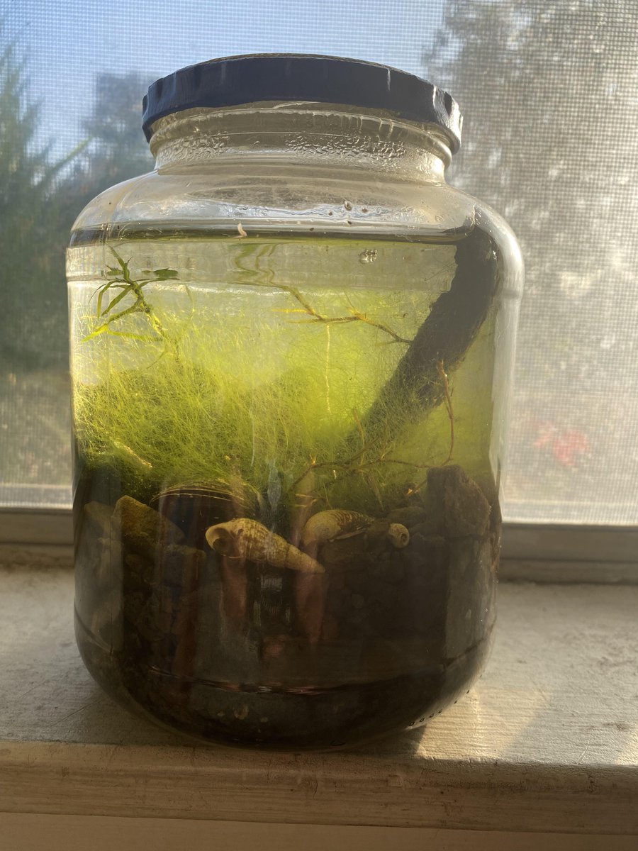 MitchellHWise's tweet photo. Finding an opportunity to observe animals in the wild with consistent enough conditions has proved too difficult to pull off in WISE. However, that's where my new project direction comes in: the Ecosphere. Pictured here is an example of an aquatic based Ecosphere. https://t.co/6QyrfZPSpz