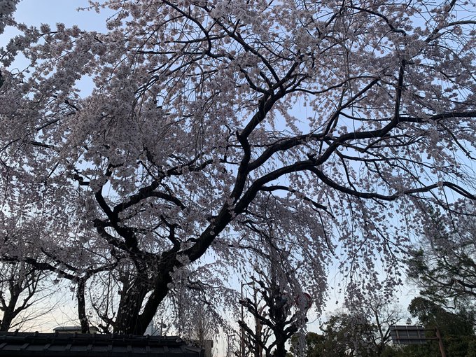 久々に街歩いたらいつの間にか春になってた… 