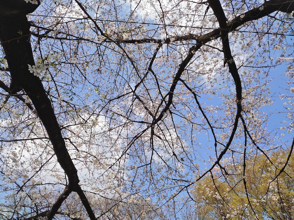 自分も今日桜の写真撮ったけどこんなに上手に撮影できなくて泣いてます。これは桜の花を食い荒らしてる野生化したインコたちの写真 