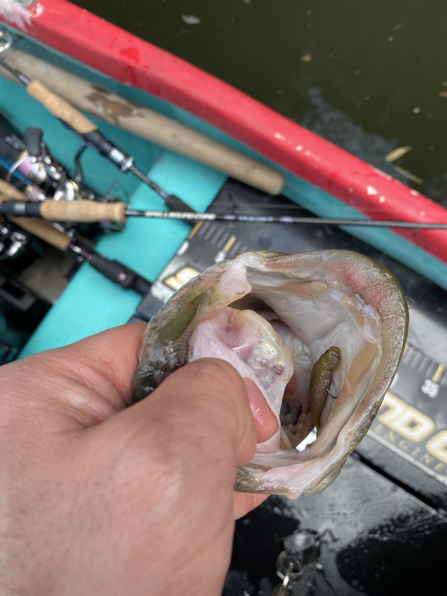 keee_suke's tweet photo. 3/22高滝湖

スペルバウンドコア
SCHS-66-1/2XUL-ST 
-Micro BaitSpecial

like2.5インチ エラストマー

SUPERIOR MⅡフック#6

#engine_fishing 
#スペルバウンドコア
#SPELLBOUNDCORE
#高滝湖 https://t.co/KTB5kra4TJ