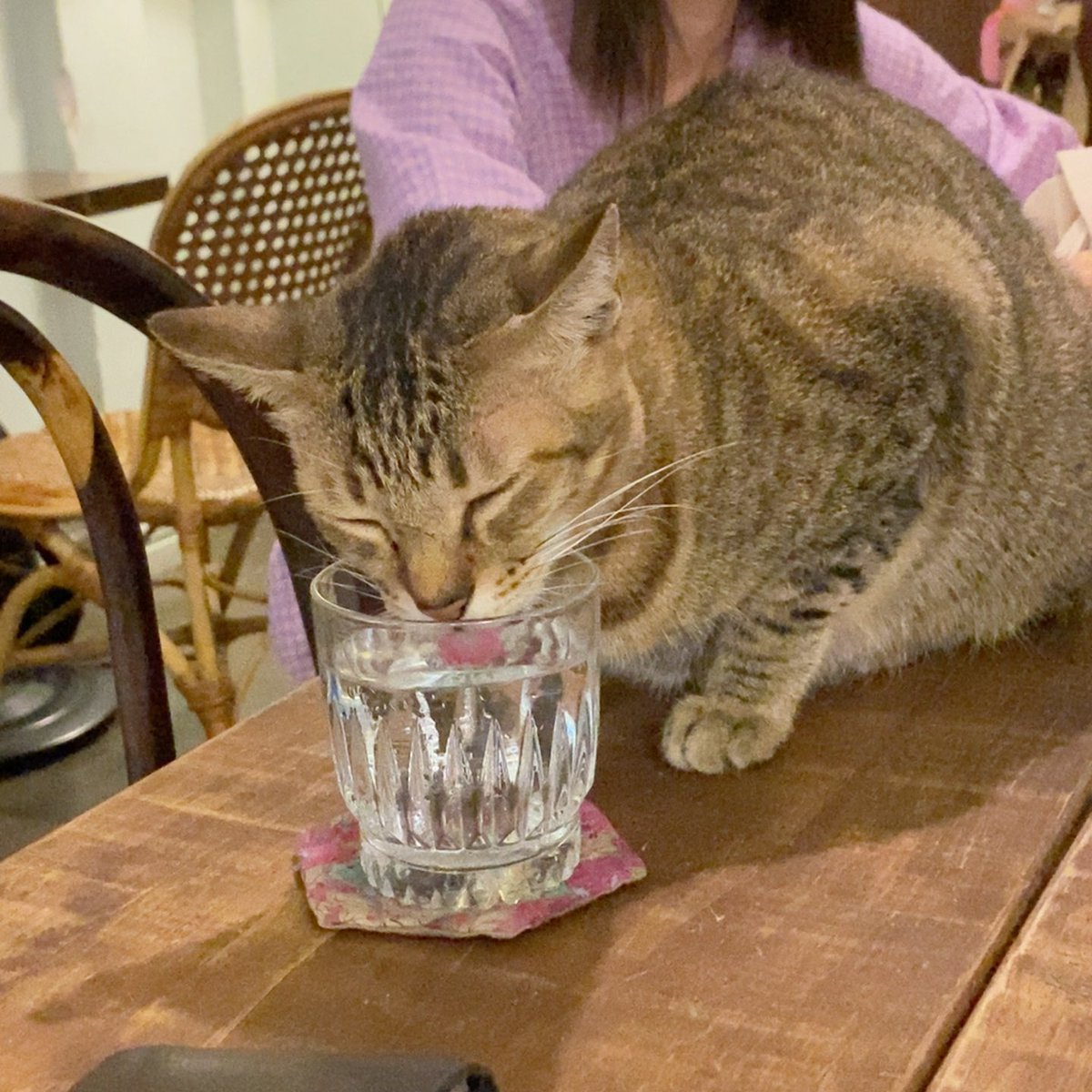 Thy040403's tweet photo. Liz, dont forget to drink enough water!!!

#깜냥이_놀아줄사람 https://t.co/IhMyFj4Uja