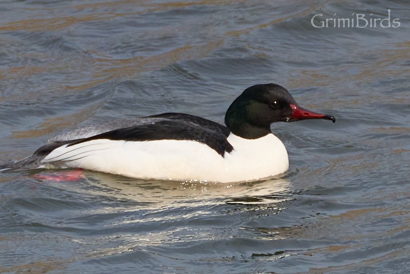 DrRGrimalt's tweet photo. Durant els propers #100dies, cada dia penjaré un #ocell del #japo
#Bec de #serra #gros #mascle #Mergus #merganser
Si en voleu veure més:
https://t.co/dgeQfB7kPw
#japanbirds #ocellsdeljapo #ornitologia #ornithology #birds #birding #photography #sony #nature #pictures https://t.co/gQOlWN0h9N