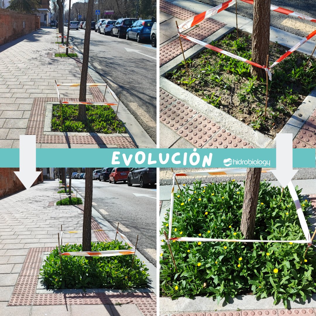 Como todo en esta vida, las cosas van evolucionando.

En estas fotos podéis ver estos #alcorquesvivos en su evolución a lo largo de estos primeros meses del año.

En breve, os contaremos cositas de la fauna que atraen.

📸 Rivas - VaciaMadrid