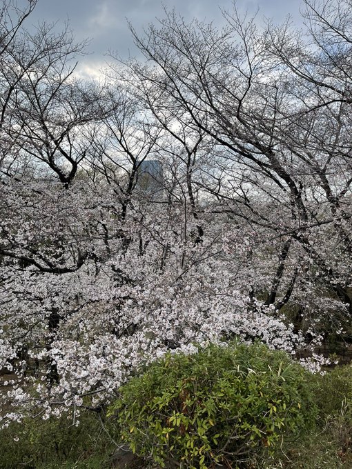 桜が咲いたら毎年ここに来るオススメスポット君のいる町に出てくる素敵な場所！！#君のいる町#瀬尾公治 