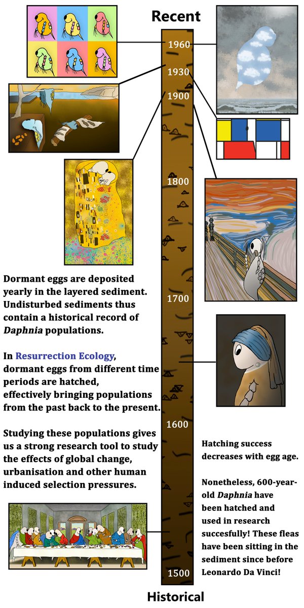Here's the waterflea educational material we have co-created ☺️