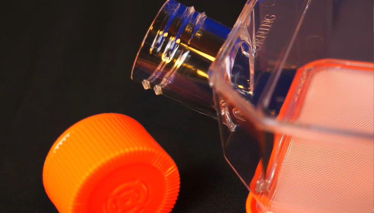 FisherSciEU's tweet photo. @Corning Elplasia™ 12K Flasks are your solution for compound screening, personalized medicine, cancer research, biobanking, cell scale-up, bioprinting, and extracellular vesicle production.
Learn More > https://t.co/4wW3n12vvX

#fisherscientificeu #cancerresearch https://t.co/QGO0yLTwDb