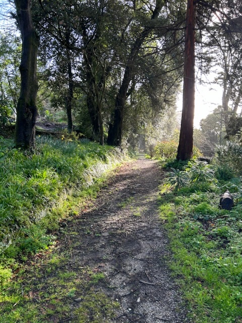 stevearnold05's tweet photo. Beautiful morning in Cornwall, lovely walk down to a small cove.#TreeClub @ResponsePS https://t.co/aUQJZT6Clb