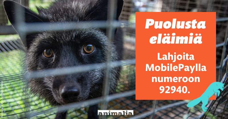 animaliary's tweet photo. Kevään vaaleissa ratkaistaan turkistarhojen häkeissä kyyhöttävien kettujen kohtalo. Eläinteollisuuden etujärjestöt tulevat vaikuttamaan kärkkäästi uusiin päättäjiin. Meidän on pystyttävä parempaan, jotta julmuus Suomessa loppuu. Auta lahjoittajana: https://t.co/We22koj4IX