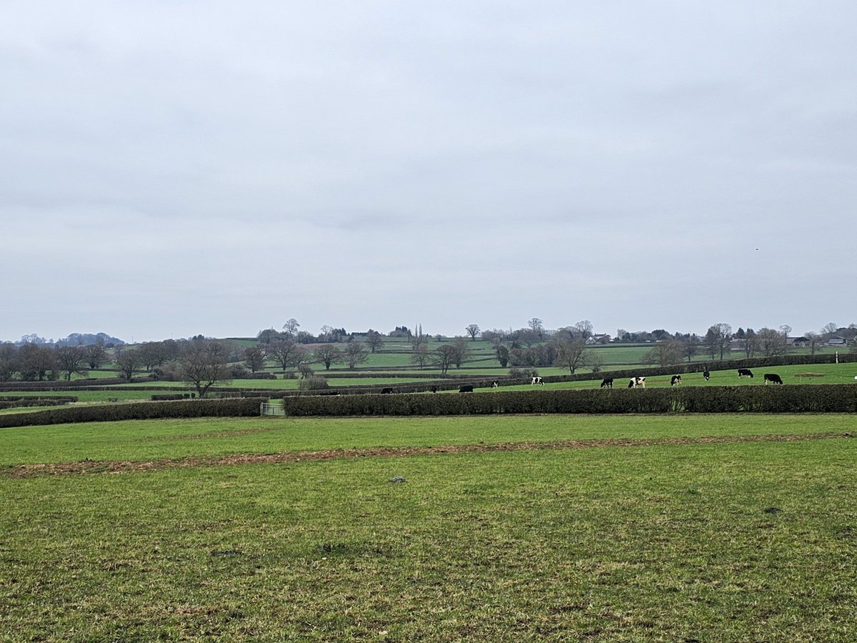 muirtwit's tweet image. This is what destruction of #Hs2 is causing, well maintained hedgerows being ripped out in March on award winning grassland farmland in #Staffordshire #StopHs2
