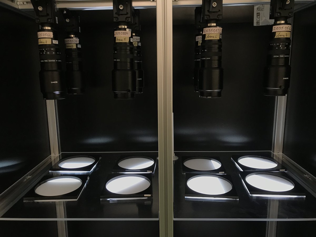 Max Capelle (@_maxcapelle) on Twitter photo Do you want to know how brightness preferences change over time? Today I will present my work on the various timescales in larval #zebrafish phototactic behavior at <a href="/NeuroforumNWG/">German Neuroscience Society - NWG</a> #GoeMe23 S5-5, 17:00, Hall 104. Join today!
<a href="/UniKonstanz/">UniversitÀt Konstanz</a> <a href="/CBehav/">Centre for the Adv Study of Collective Behaviour</a> <a href="/imprs_qbee/">IMPRS-QBEE</a> Do you want to know how brightness preferences change over time? Today I will present my work on the various timescales in larval #zebrafish phototactic behavior at <a href="/NeuroforumNWG/">German Neuroscience Society - NWG</a> #GoeMe23 S5-5, 17:00, Hall 104. Join today!
<a href="/UniKonstanz/">UniversitÀt Konstanz</a> <a href="/CBehav/">Centre for the Adv Study of Collective Behaviour</a> <a href="/imprs_qbee/">IMPRS-QBEE</a>