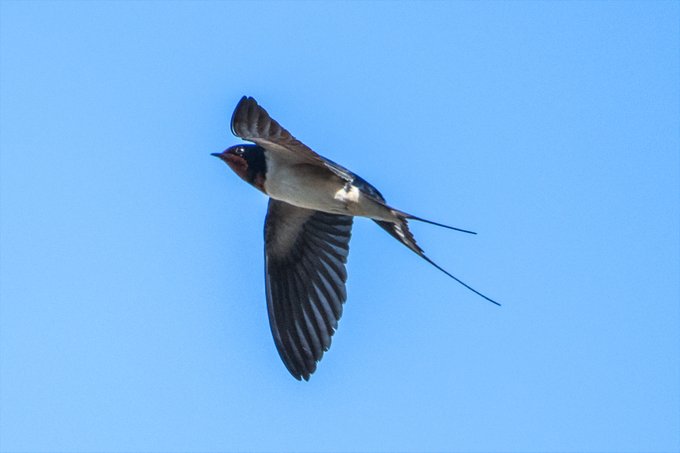 おおっ
もうツバメが来ているぞ 