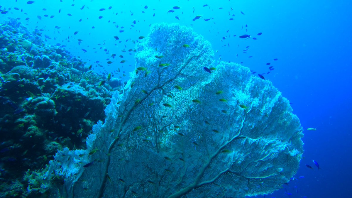 Dirty Diver Nada (@nadadecat) on Twitter photo 