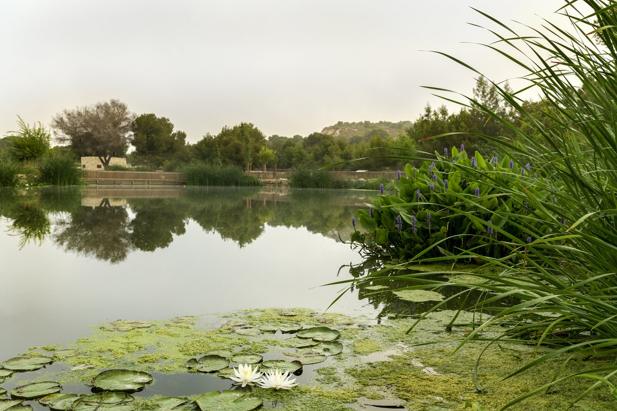 ♻️@infoHIDRAQUA y sus empresas participadas destinan:
👉Un 88% de #AguaReutilizada para uso agrícola
👉 Un 7,5% para entorno ambiental

La regeneración del agua reduce el vertido neto a sistemas naturales, la carga contaminante y sus efectos sobre ecosistemas
#DíaMundialdelAgua