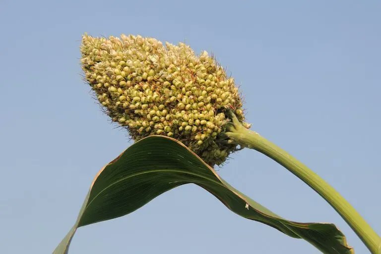 The Crop Trust tweet media