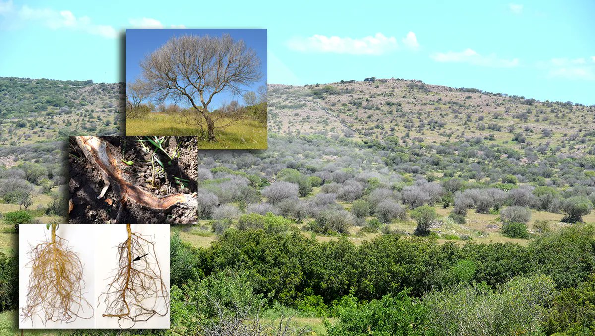 BS_PP's tweet photo. Severe dieback and mortality of wild olive trees associated with Phytophthora species in Italy @BrunoScanu4 @unissTweet 

https://t.co/EMQf8Rsqry 

#NewDiseaseReports #PlantDisease #Olive #WildPlantDisease #WildWebsWednesday #Phytophthora #Italy https://t.co/S4dZqF2a9e