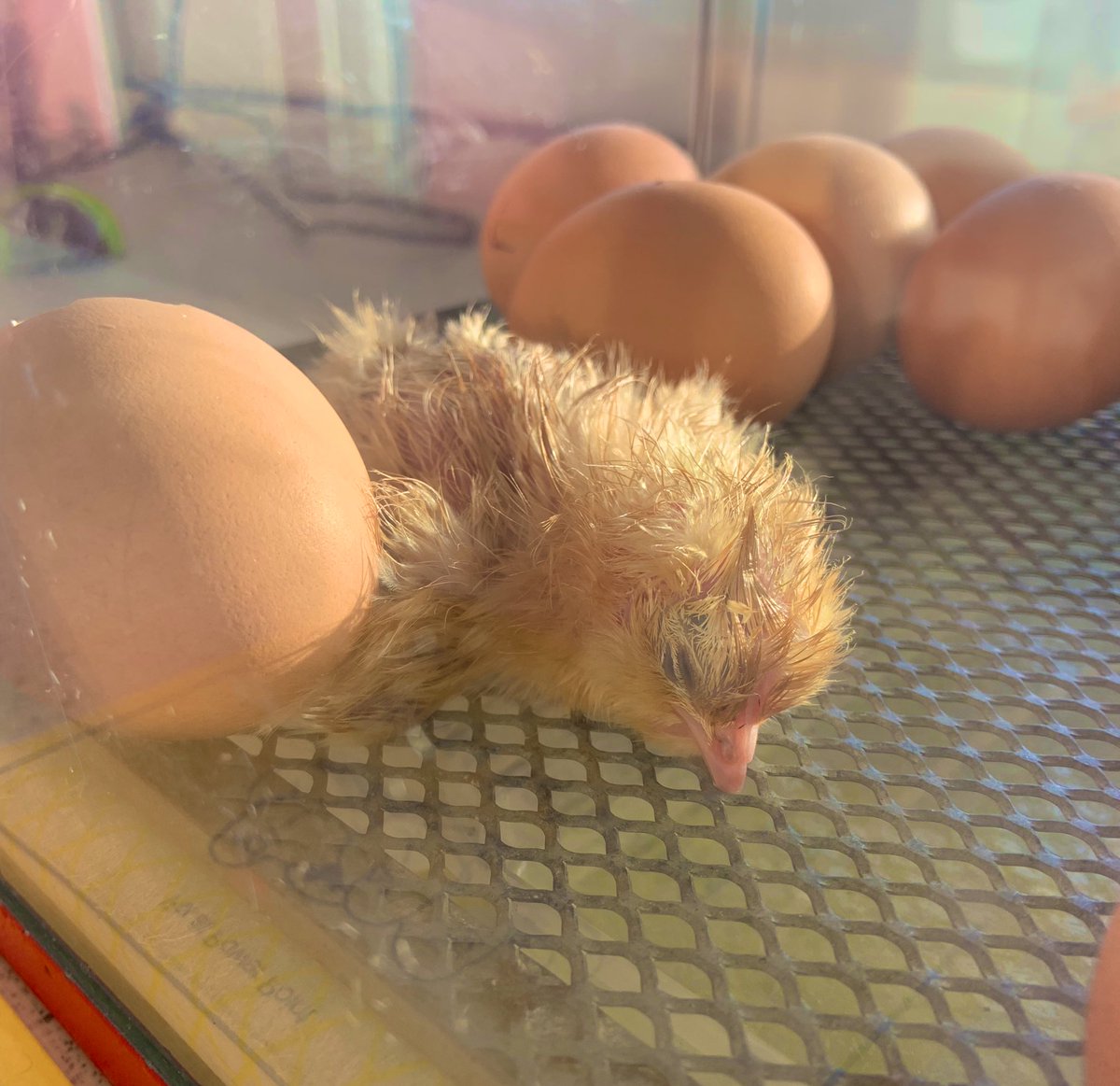 Look who has joined us for our space dropdown day. 🐥 👩‍🚀