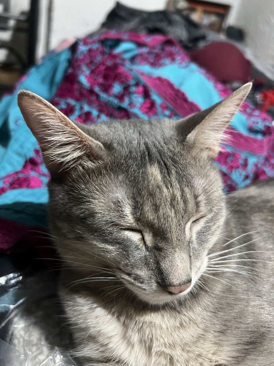 andy_sl's tweet photo. Luna 🌜 https://t.co/FdNz8bFBQ1
