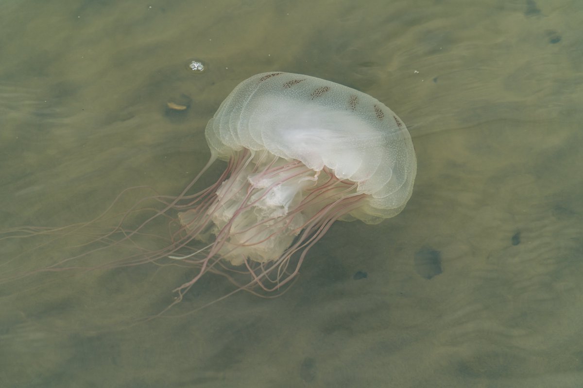 AetherFox0's tweet photo. Managed to get close enough to capture this. Pretty happy with how it turned out and I hope to get more photos up soon!
#jellyfish #photography #nature
#yourshotphotographer https://t.co/lsTjF3flnS
