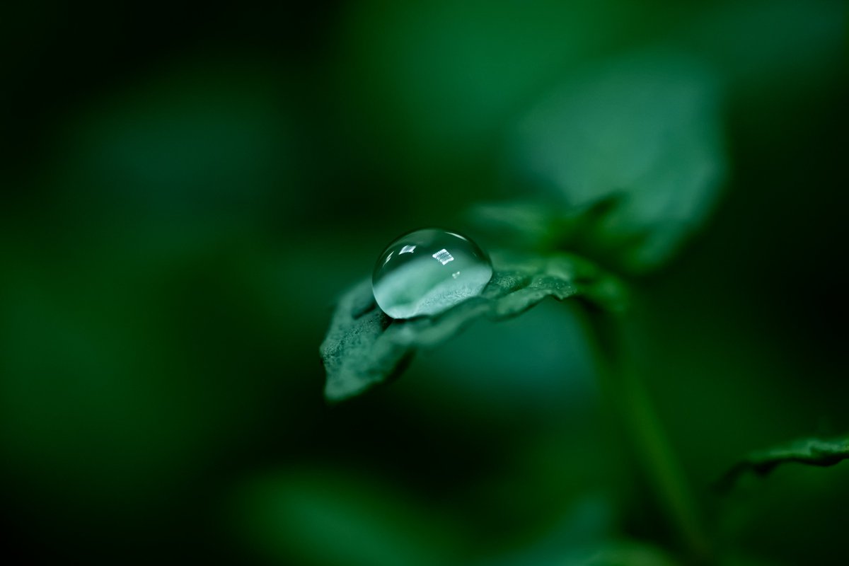 AetherFox0's tweet photo. Probably my favorite shot so far! I can't believe how clear this turned out. Definitely loving Macrophotography!
#photographer #photography #macrophotography #photographylovers #photographylover #naturelovers #naturephotography
#yourshotphotographer https://t.co/hBFf1p2Bgz