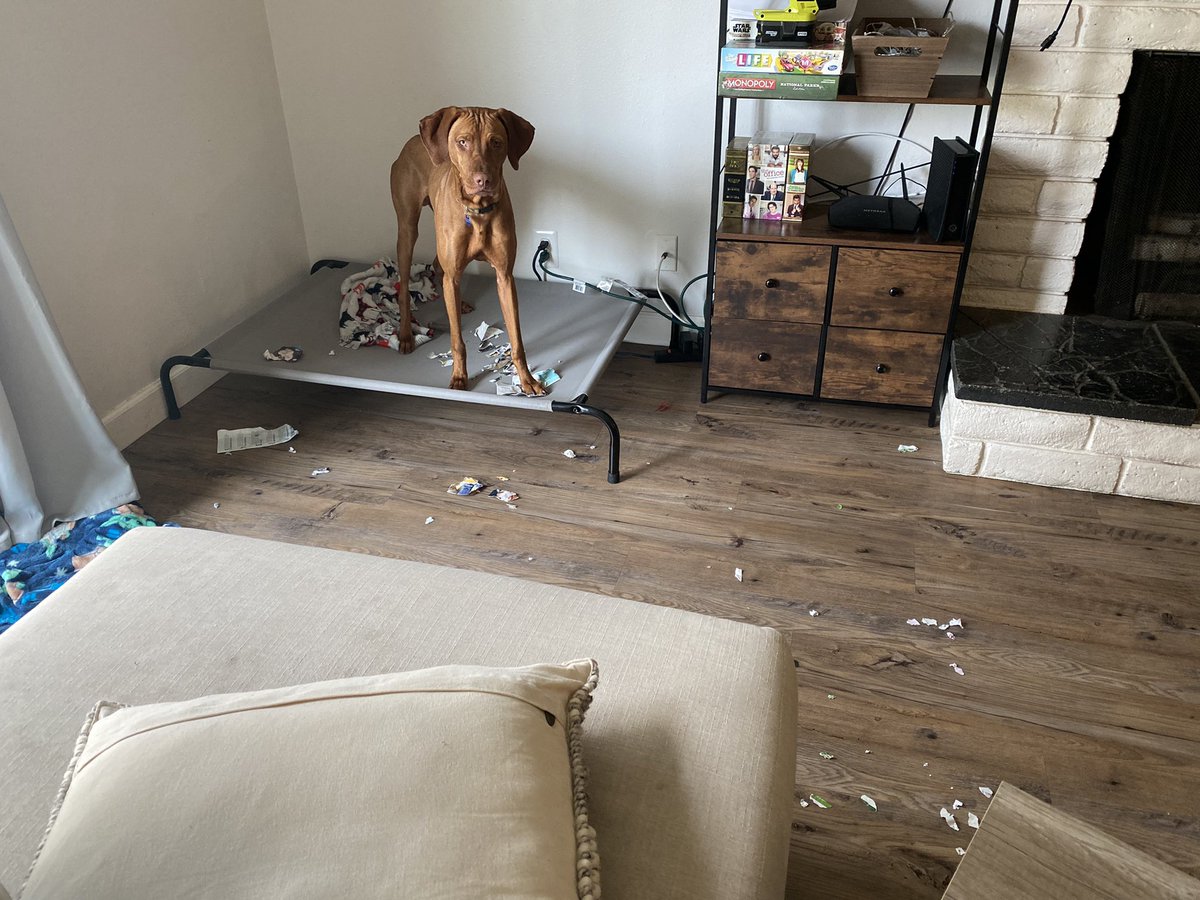 Get a dog they said