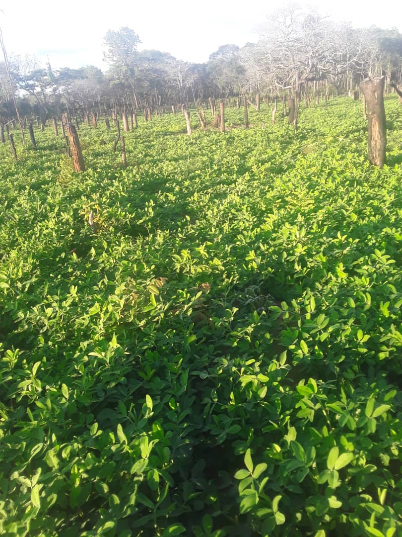 Good morning wakulima wenzangu @<a href="/mponda/">daniel</a>,<a href="/Msita__/">MSITA</a> <a href="/DorothNengai/">DorothNengai</a> <a href="/Nuru/">Nuru LLC</a> g