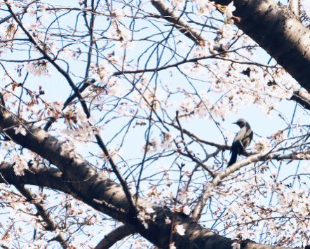 peko15mini's tweet image. 歯医者さん終わって桜を観に行ってきました🌸
5分から7分咲きくらいかな。
ちょっと歩くと暑い🥵
#桜2023 
#eosm200