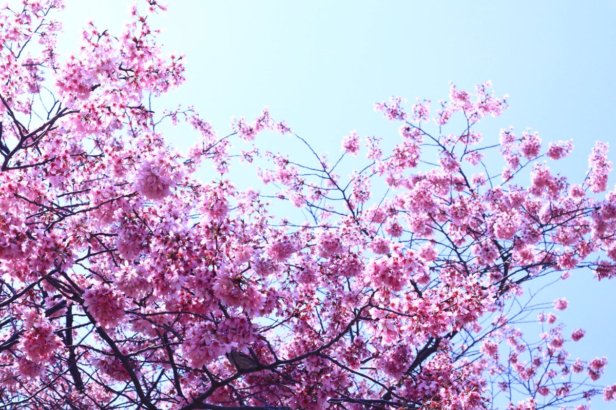 peko15mini's tweet image. 歯医者さん終わって桜を観に行ってきました🌸
5分から7分咲きくらいかな。
ちょっと歩くと暑い🥵
#桜2023 
#eosm200