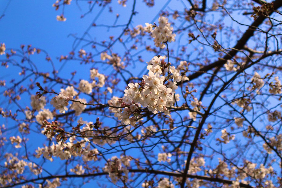 peko15mini's tweet image. 歯医者さん終わって桜を観に行ってきました🌸
5分から7分咲きくらいかな。
ちょっと歩くと暑い🥵
#桜2023 
#eosm200