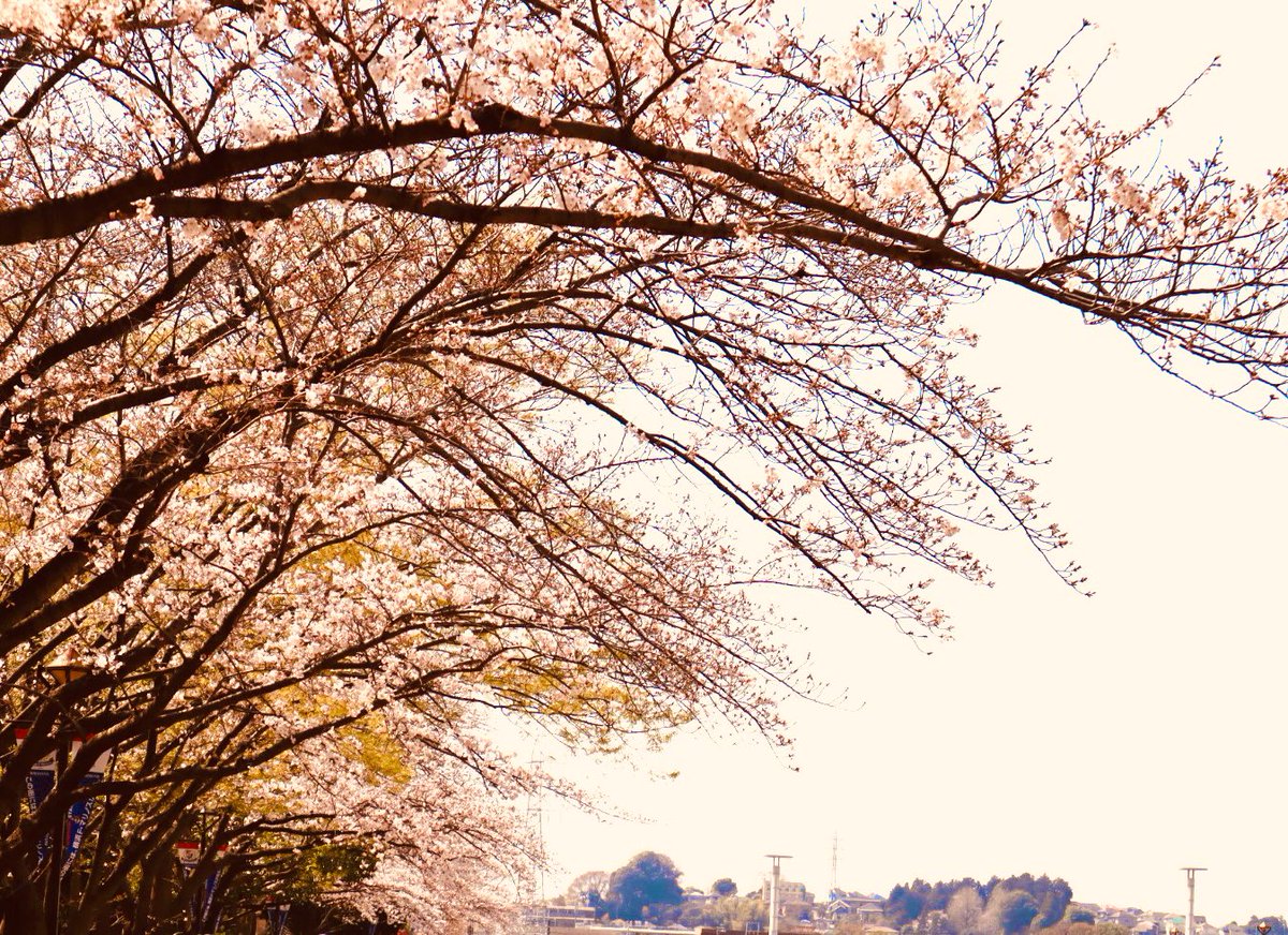 peko15mini's tweet image. 歯医者さん終わって桜を観に行ってきました🌸
5分から7分咲きくらいかな。
ちょっと歩くと暑い🥵
#桜2023 
#eosm200