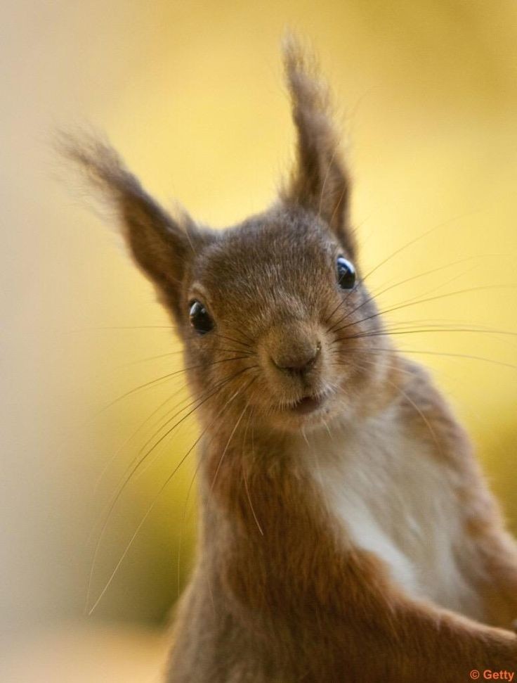 Guten morgen ein schön Mittwoch😊😊