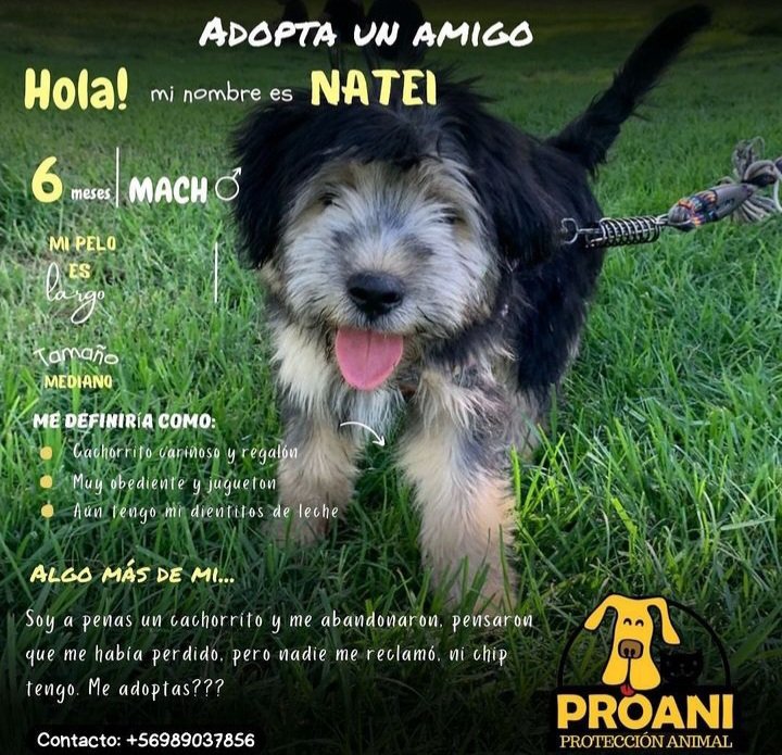 Natei busca familia responsable 🥰