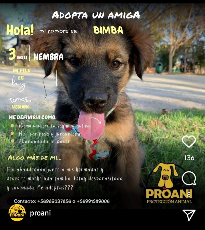 Bimba en adopción.