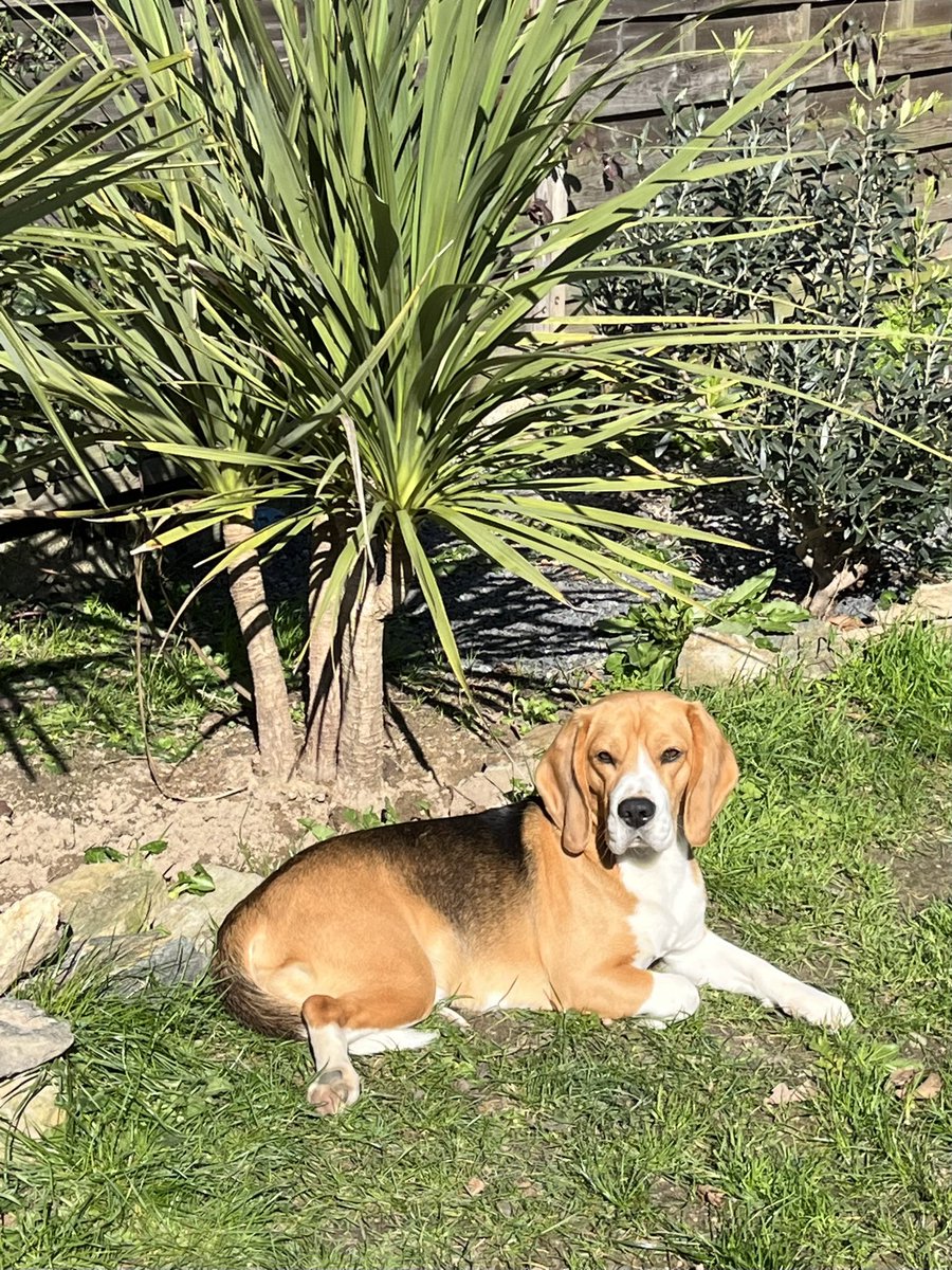 emericbzh's tweet photo. Mon Sacha 🥰 https://t.co/szrfDCZGvO