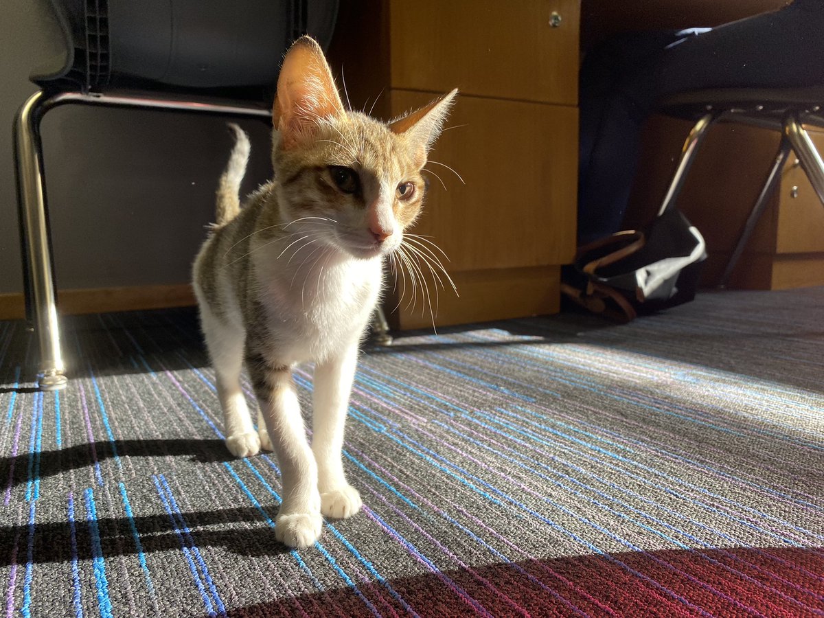 DCol_SixthForm's tweet image. Introducing the newest member of Sixth Form, Pickle…..