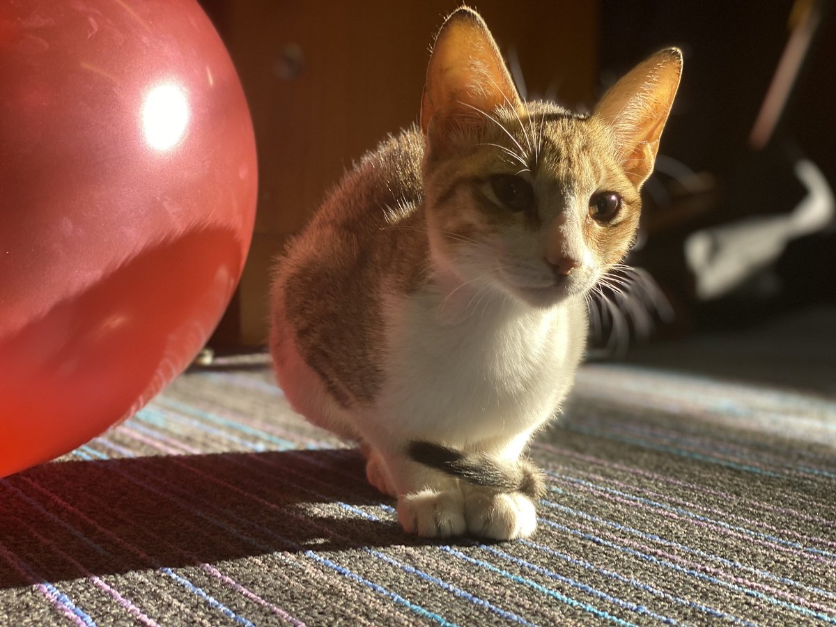 Introducing the newest member of Sixth Form, Pickle…..