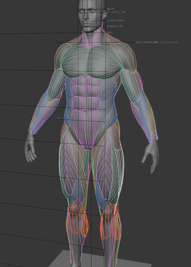 geramart2's tweet photo. どうにかYanSculpt(@YanSculpts)アナトミー完了しました。Blenderで見れる筋肉のパーツに分かれたモデル、あと骨モデルもついてくるのでおすすめです。 #blender #b3d #3DCG #3dmodeling #yansculptstutorial https://t.co/SXJkBcEiyo