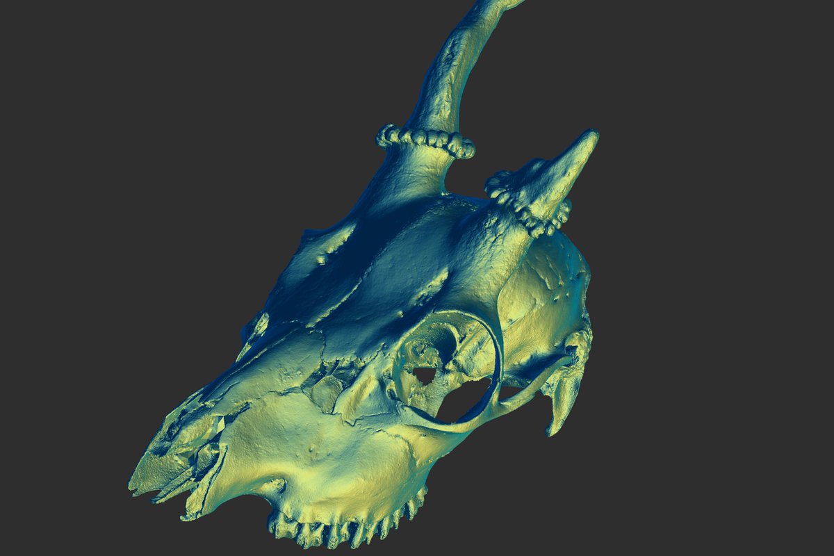 ssh4net's tweet photo. Nothing special, just found how dumb simple matcaps in shaders...
19mln poly mesh in #rawgl 🙃 https://t.co/hu84LLr0Xe