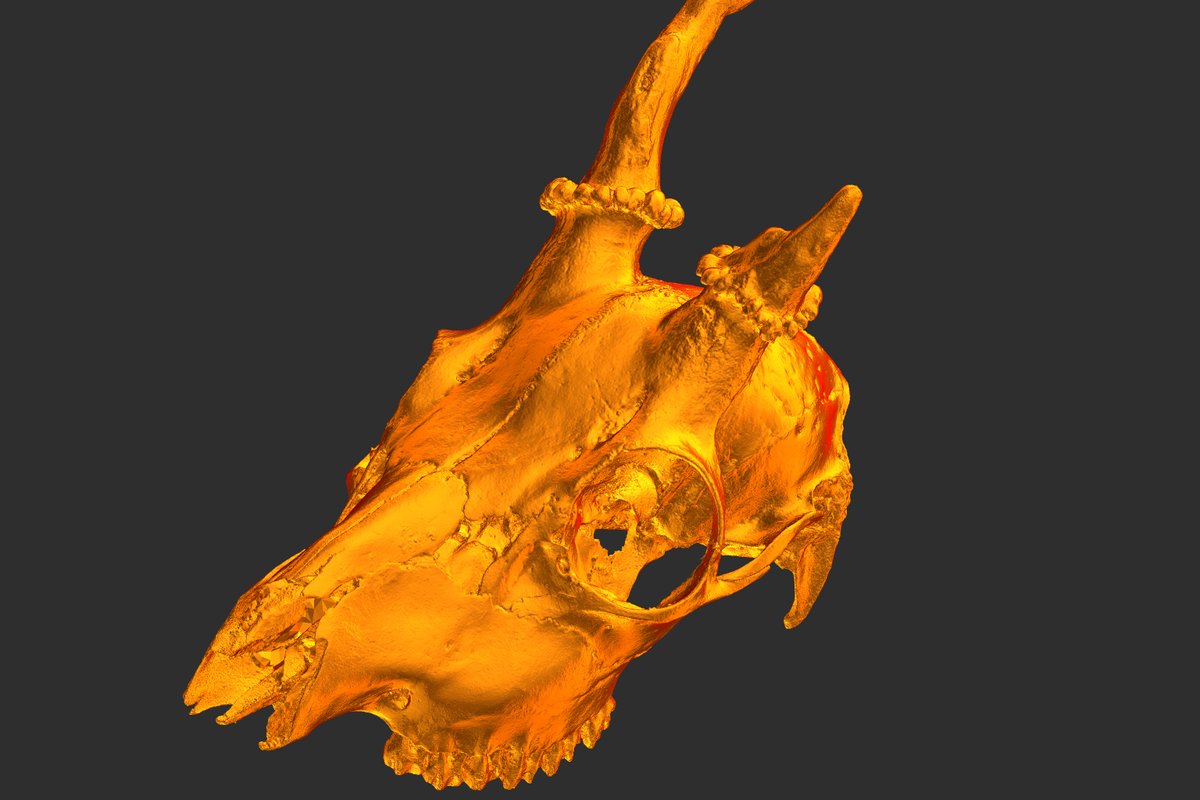 ssh4net's tweet photo. Nothing special, just found how dumb simple matcaps in shaders...
19mln poly mesh in #rawgl 🙃 https://t.co/hu84LLr0Xe