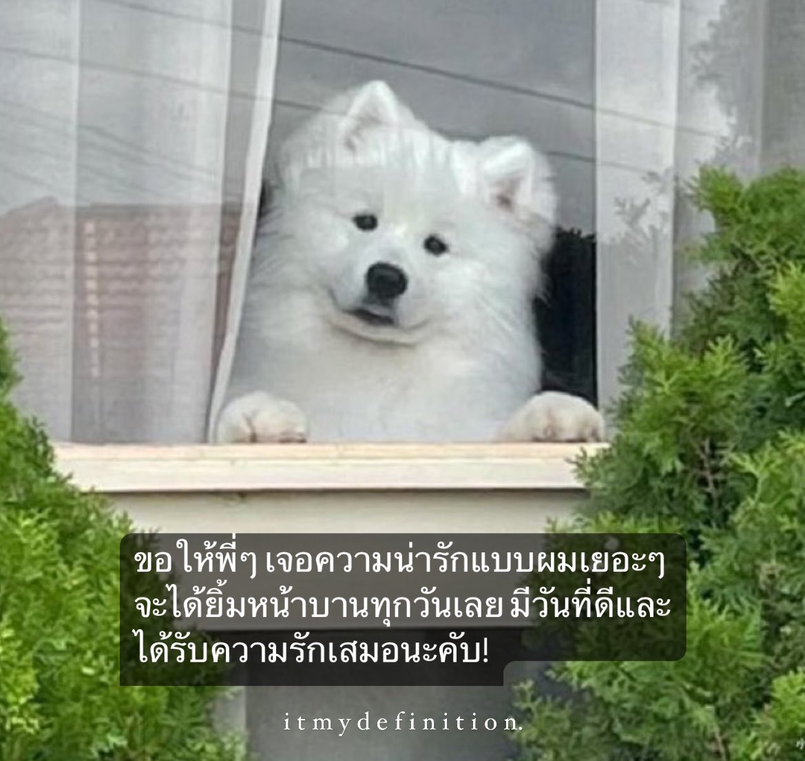 ขอให้บานแฉ่งทั้งวันเลย