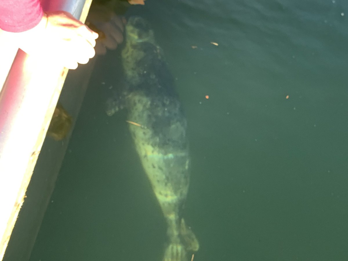 mrtrill3's tweet photo. Nice start to #springtime 2023 today, #sunshine #dryness #seal #hamock #lakeotter @TownofComox #Family https://t.co/wxTwbgE7v7