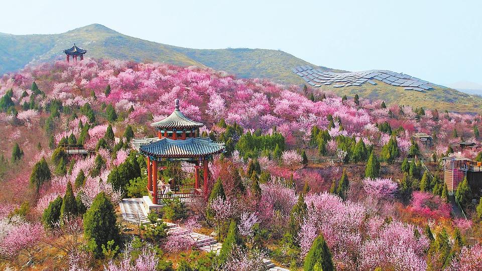 Visit_Henan's tweet image. Peach Blossoms on Kunyu Mountain in Anyang
Peach flowers are in full blossom in Shanying town of Anyang city, Central China's Henan province, attracting a large number of tourists and shutterbugs. #SpringinHenan