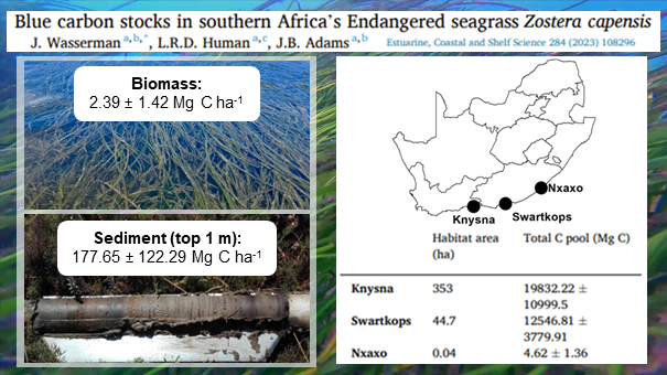 New paper out! Blue carbon stocks in the Endangered eelgrass Zostera capensis 🌱

We hope this further highlights the need to protect the extremely valuable yet vulnerable seagrass habitats in southern Africa.

Limited free access: authors.elsevier.com/a/1gmDb~1MBnTaS