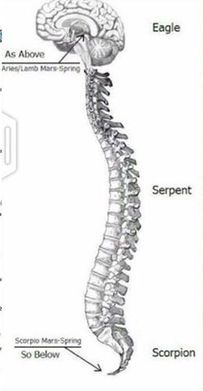 AmurakaHidden's tweet photo. Scorpio is a Transformative Sign.

The First Stage is the Scorpion, to the Egyptians the Scarab Beetle, which is the Seed or 'Root'.

As the Christos Oil makes it way up your Spine it becomes the Eagle.

Lastly, the Highest Expression of Scorpio is the Pheonix. Reborn anew. https://t.co/ENpmrAso2b