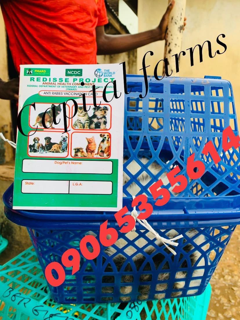 farms_capital's tweet photo. Jos to Lagos(Berger)♻️✅
Waybill guaranteed🛒🛒 
Call or WhatsApp;09065355614 for your pets today✍🏾🤝. 
#24hoursinpolicecustody #USAvsJapan #earthquake #Davido HE’S BACK #Babcook #Kano #Atiku #Rema #plateau 25% in FCT #shola #Section137 #KudaBankScam #Lagos #waybill #Capitalfarms https://t.co/PIMIdhFsmU