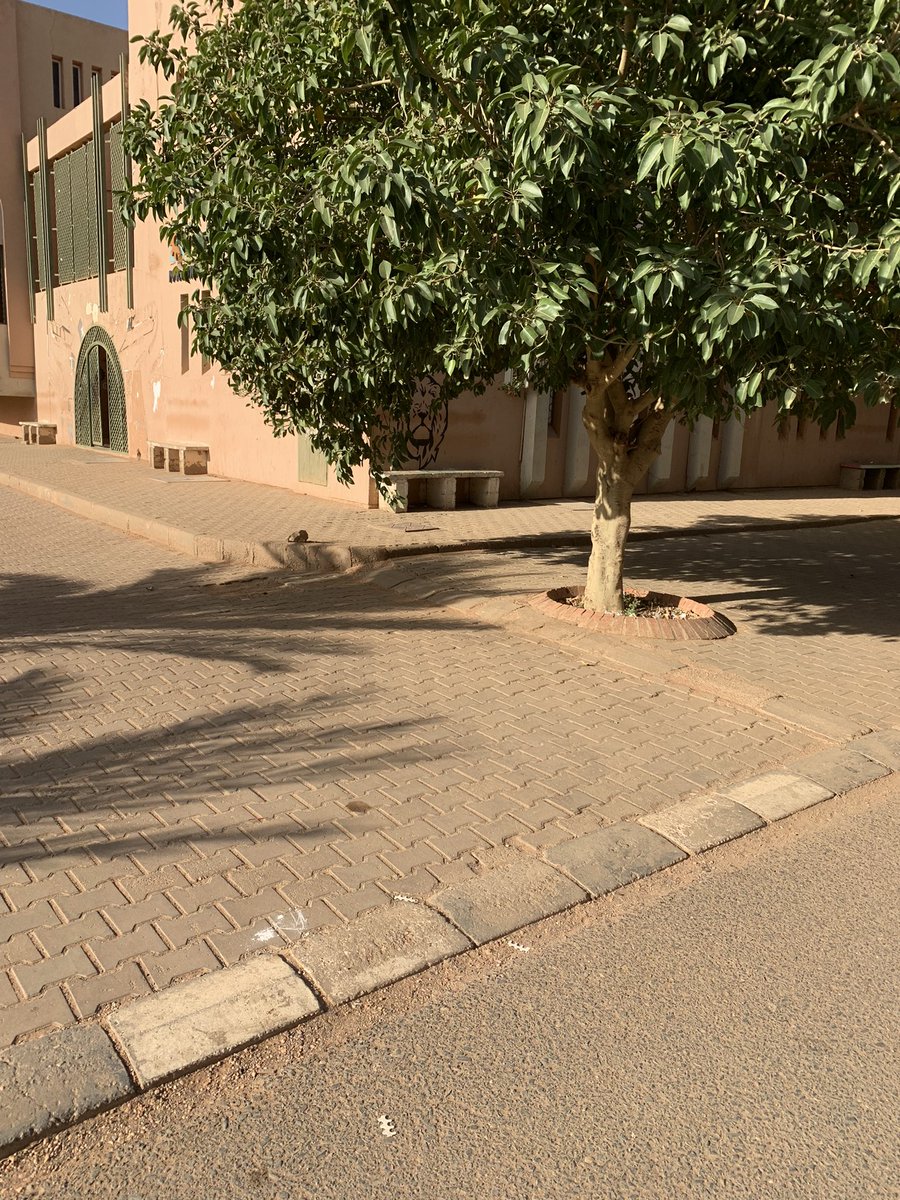 elmegdad_'s tweet photo. من خالات الداندورما بقو ماف الجامعة بقت م بتتجازف 💔 https://t.co/rM9TjYrbgH
