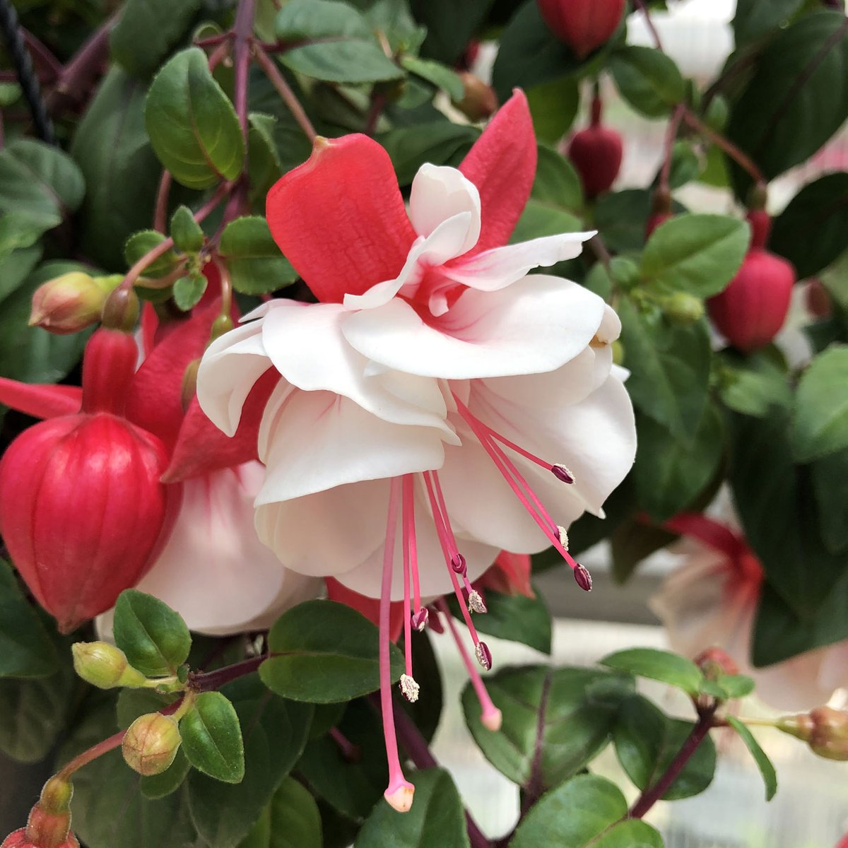 나 오늘 또 신기한 꽃 알게 됐는데, '푸크시아(Fuchsia)'라는 꽃이다. 드레스 입고 춤추는 발레리나 같다... 세상엔 정말 내가 모르는 아름다운 것이 많구나.